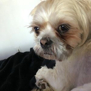 Meet your Posher, Dhantae